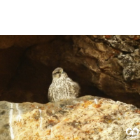 گونه بالابان Saker Falcon